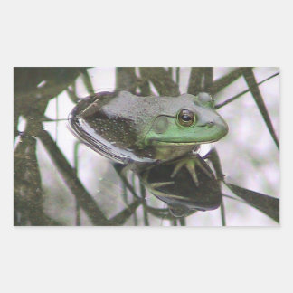 Rectangular Pegatina de reflexión de ranas