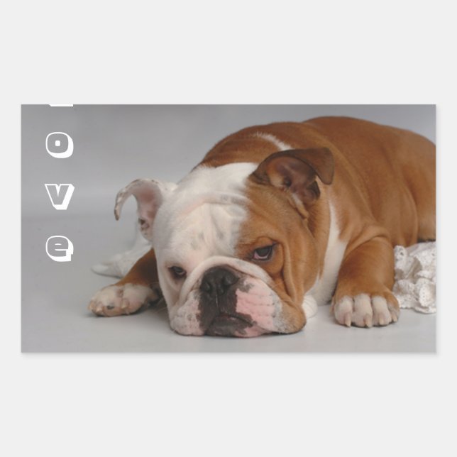 Rectangular Pegatina de saludo de cachorro de Bulldog Inglés d (Anverso)