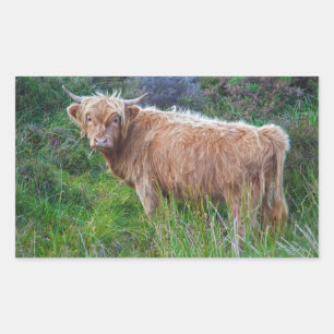 Rectangular Pegatina de vaca joven de las Highlands
