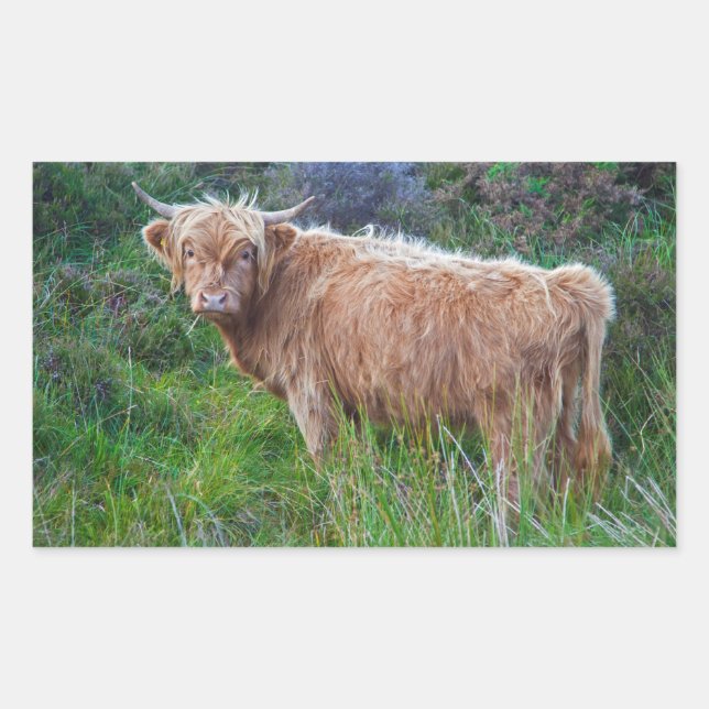Rectangular Pegatina de vaca joven de las Highlands (Anverso)