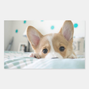 Rectangular pegatina del perrito del corgi