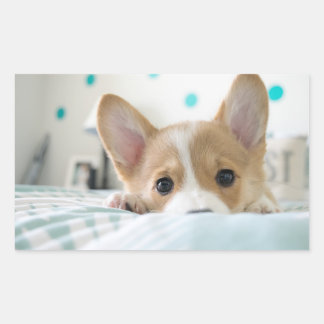 Rectangular pegatina del perrito del corgi