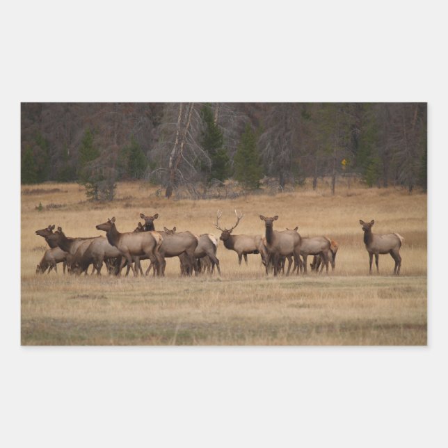 Rectangular Pegatina Elk Herd Rectangle (Anverso)