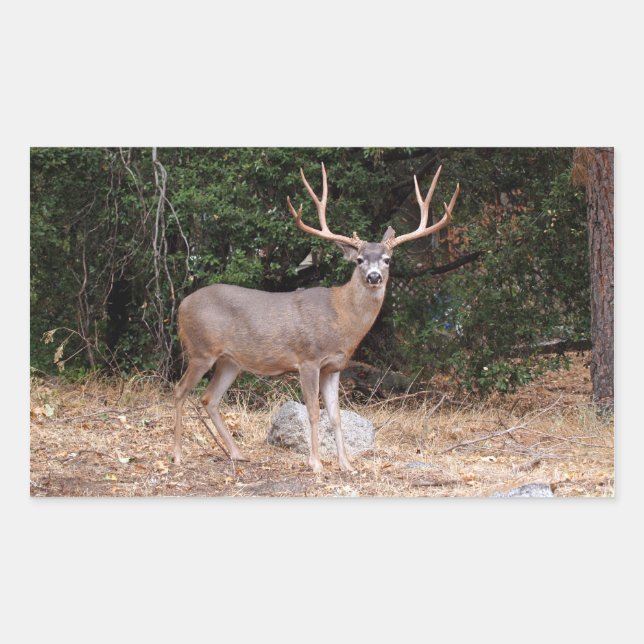 Rectangular Pegatina Rectángulo de Deer (Anverso)