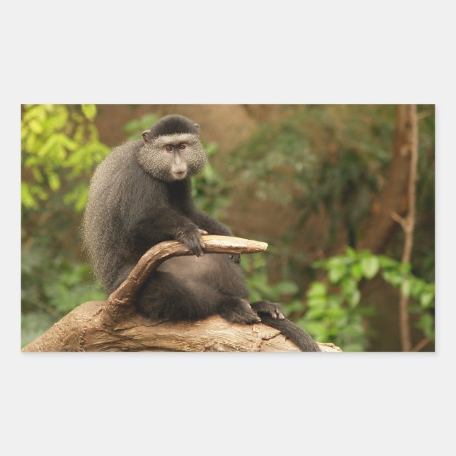 Rectangular Pegatina Rectángulo de mono (Anverso)