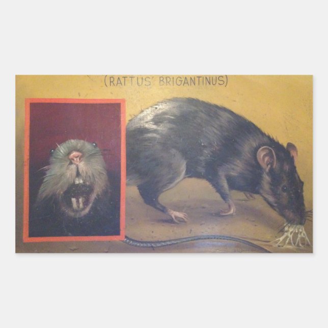 Rectangular Rattus Brigantinus Pegatina (Anverso)