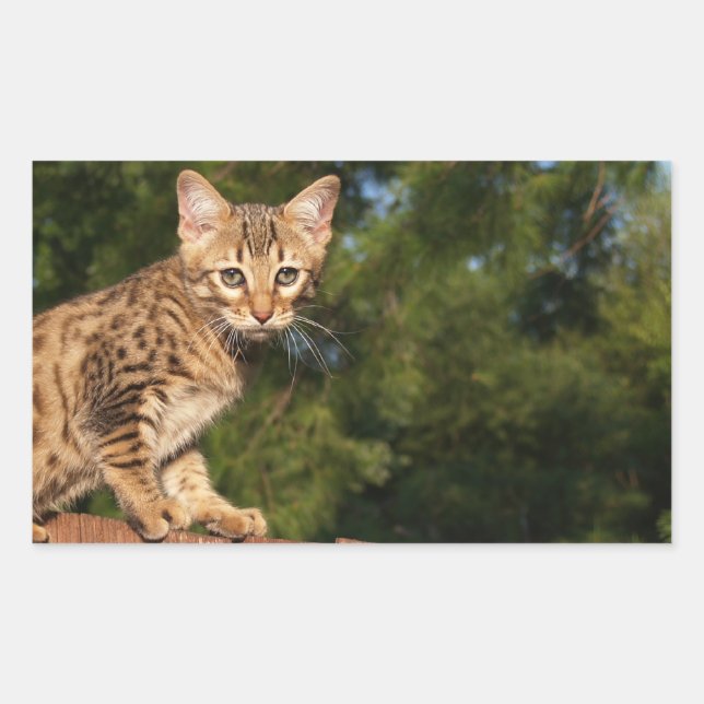 Rectangular Savannah Cat Rectangle Pegatina (Anverso)