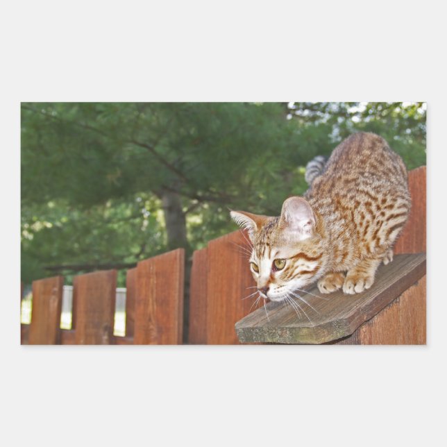 Rectangular Savannah Cat Rectangle Pegatina (Anverso)