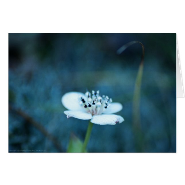 Recuerdos de verano (Anverso (Horizontal))