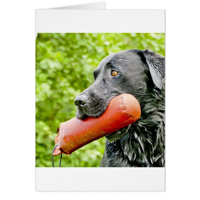 recuperación de laboratorio negro (Frente)