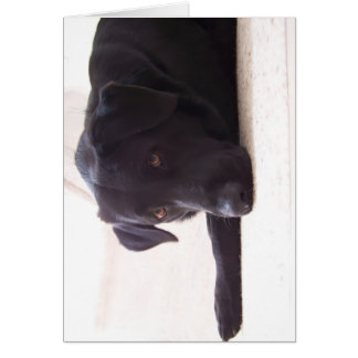 recuperador de labrador