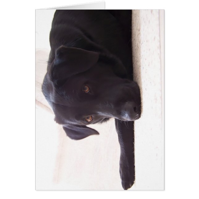 recuperador de labrador (Frente)