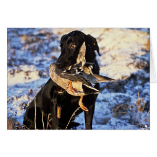 Recuperador de Labrador con Drake Mallard