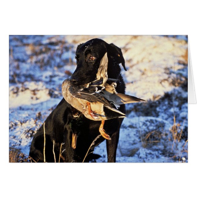 Recuperador de Labrador con Drake Mallard (Anverso (Horizontal))