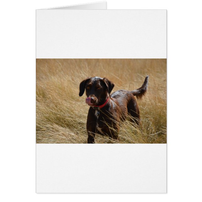 Recuperador de Labrador de chocolate marrón (Frente)