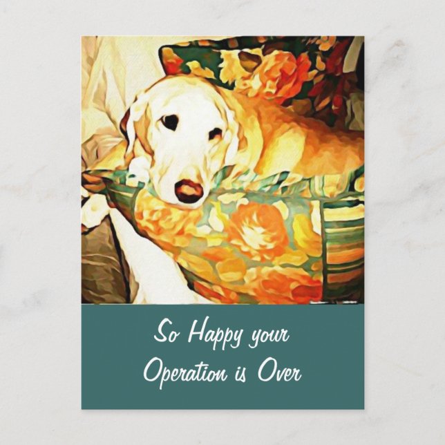 Recuperador de Labrador se pone bien postal (Anverso)