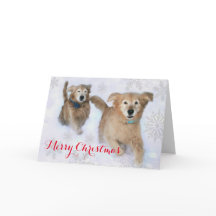 Recuperadores dorados azotando a través de Navidad