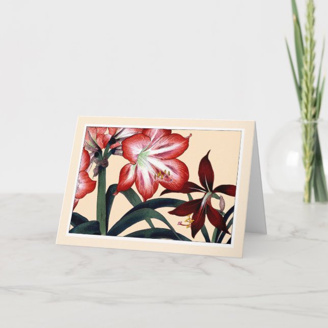 Red Amarylli, Tarjeta Botanicals - Saludo Personal (Anverso)