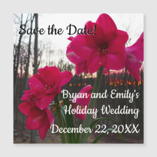 Red Amaryllis y Winter Sunrise salvan la fecha