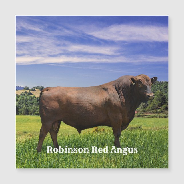 Red Angus Bull  (Anverso)