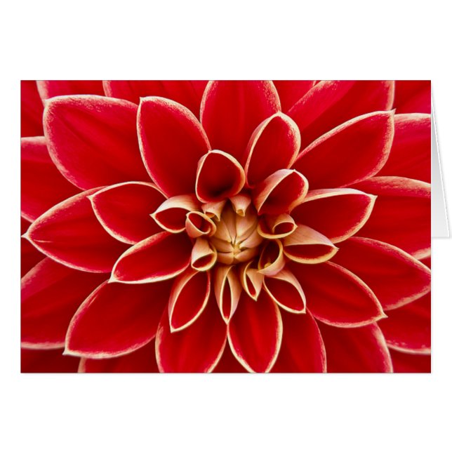 Red Dahlia (Anverso (Horizontal))