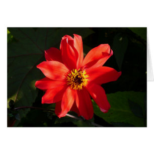 Red Dahlia (Obispo de Llandaff)
