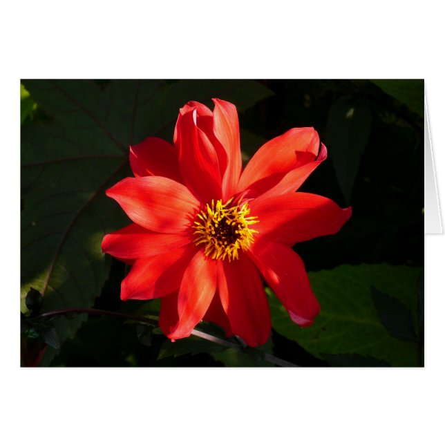Red Dahlia (Obispo de Llandaff) (Anverso (Horizontal))