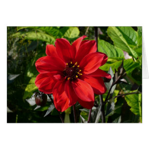 Red Dahlia (Obispo de Llandaff) II