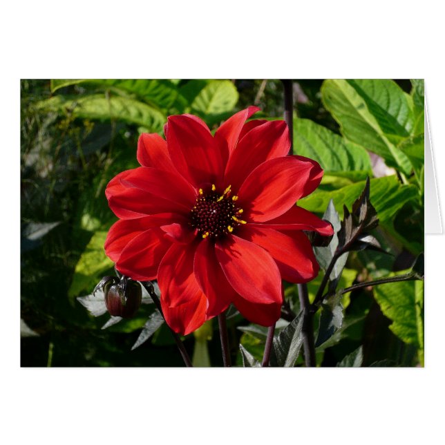 Red Dahlia (Obispo de Llandaff) II (Anverso (Horizontal))