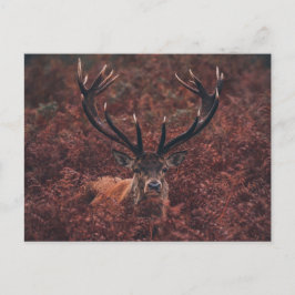 Red Deer en medio de la postal Bracken