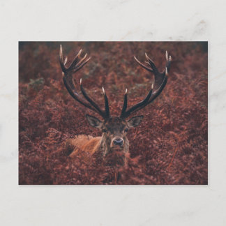 Red Deer en medio de la postal Bracken