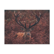 Red Deer en medio de la postal Bracken