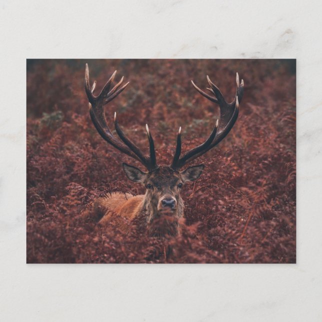 Red Deer en medio de la postal Bracken (Anverso)