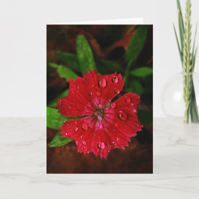 Red Dianthus con Lluvias Tarjeta de agradecimiento (Anverso)