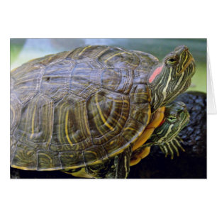 Red Eared Sliders todas tarjetas de felicitación d