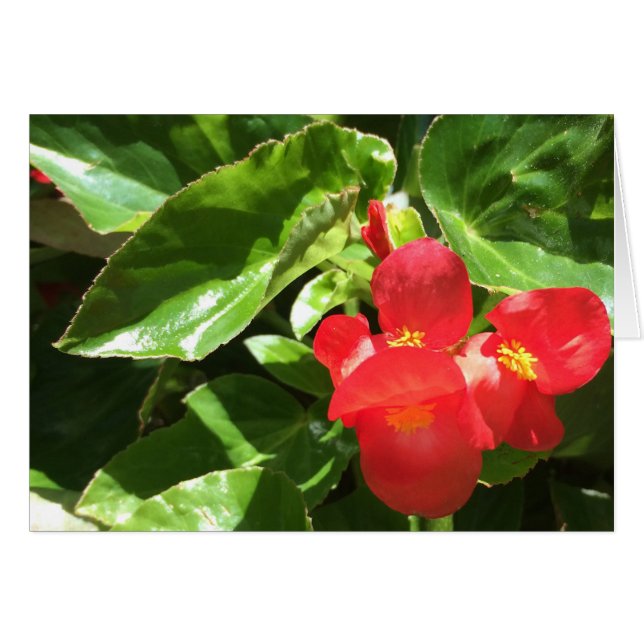 Red en verde, carta de flores (Anverso (Horizontal))
