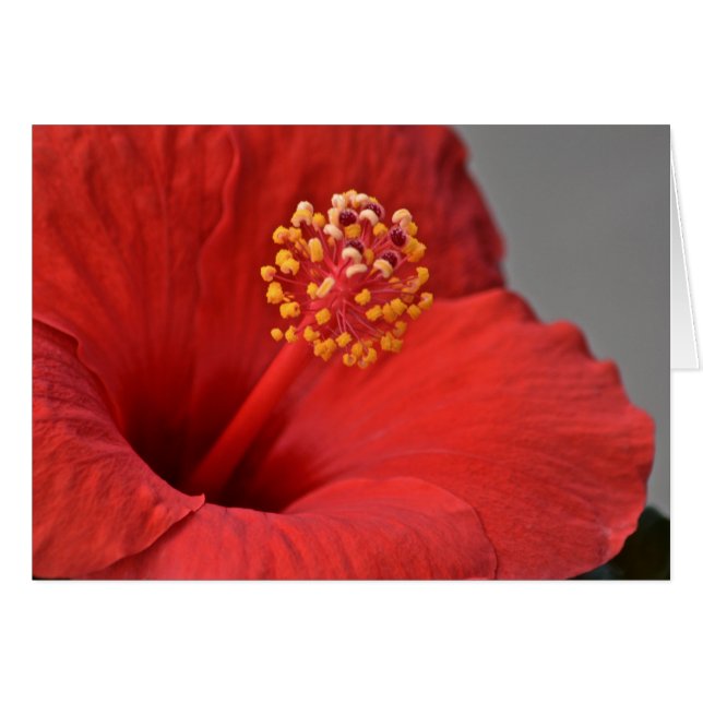 Red Flower Notecard (Anverso (Horizontal))
