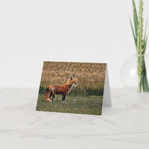 Red Fox en la tarjeta de gramo - blanco