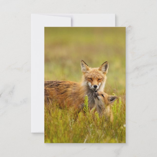 Red Fox Kit busca tarjeta de saludo de mamá (Anverso)