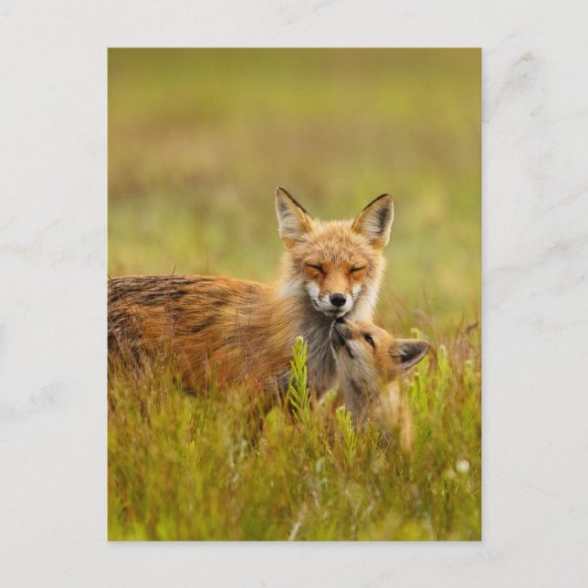 Red Fox Kit busca una tarjeta postal de Momma (Anverso)