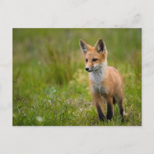 Red Fox Kit En Postales Grassy Meadow