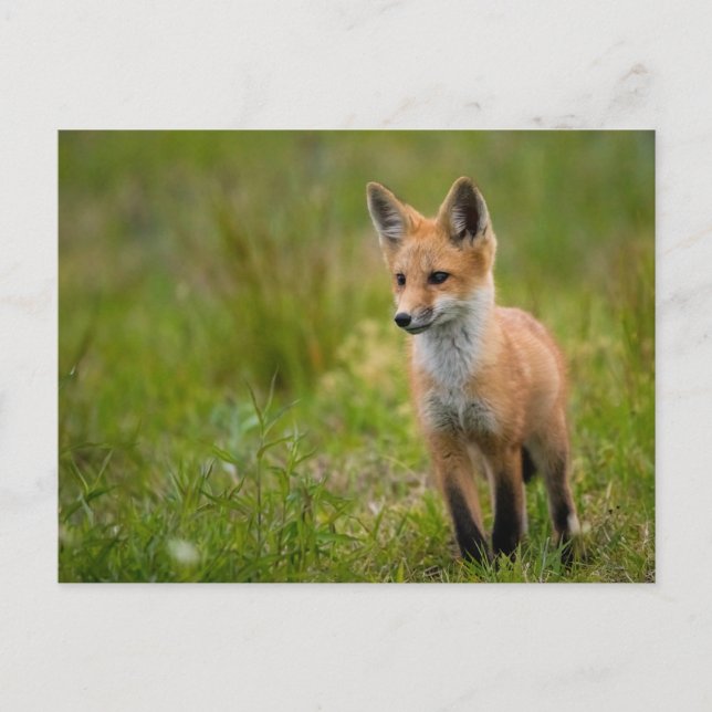 Red Fox Kit En Postales Grassy Meadow (Anverso)