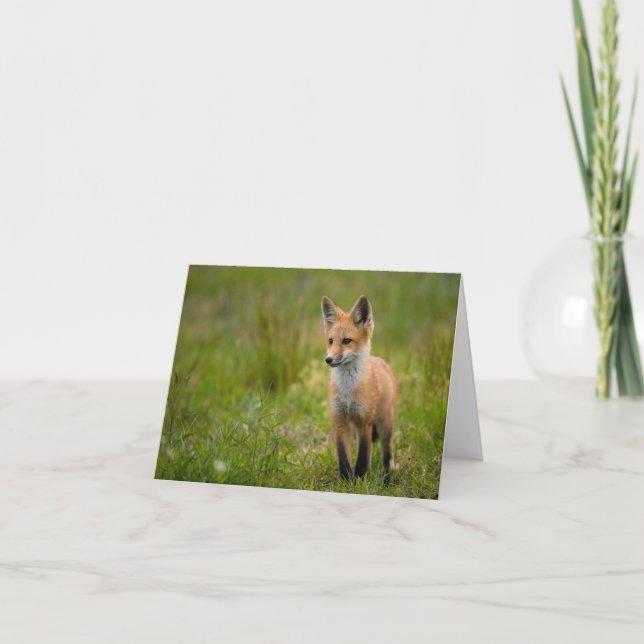 Red Fox Kit En Tarjeta Grassy Meadow (Anverso)