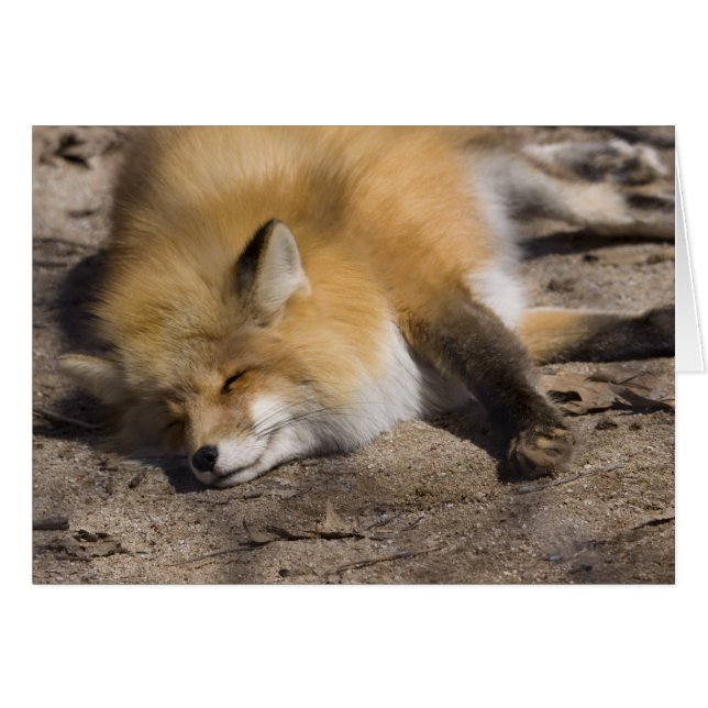 Red Fox Ring (Anverso (Horizontal))