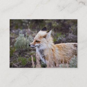 Red Fox - Tarjeta de visita
