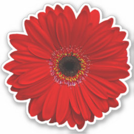 Red Gerber Daisy Flower Kiss-Cut Pegatina