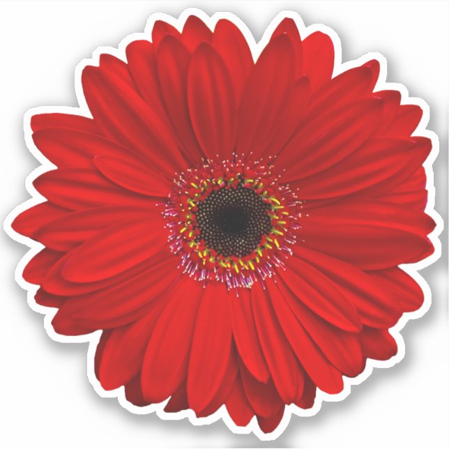 Red Gerber Daisy Flower Kiss-Cut Pegatina (Anverso)