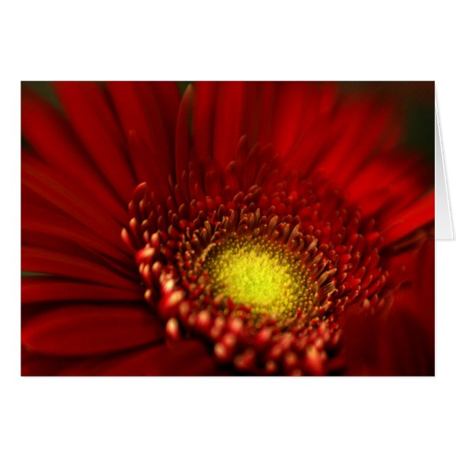 Red Gerbera Daisy (Anverso (Horizontal))