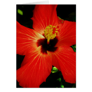 Red Hibiscus