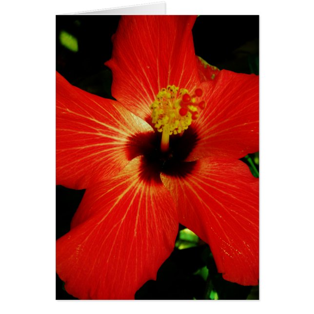 Red Hibiscus (Frente)